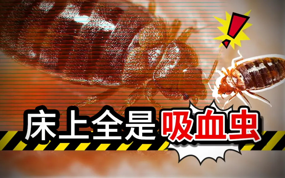 身上莫名起 疹子 床垫下密密麻麻的小虫在爬 我懵了 哔哩哔哩