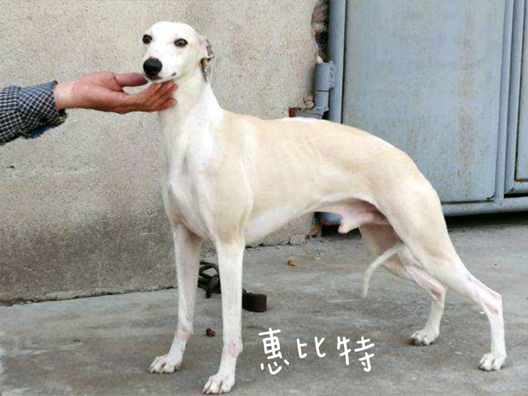 中国细犬饲养手册 - 哔哩哔哩