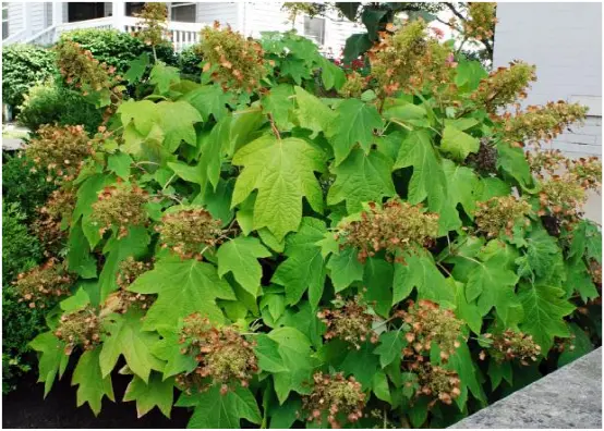 拥有了绣球 就拥有了姹紫嫣红 哔哩哔哩