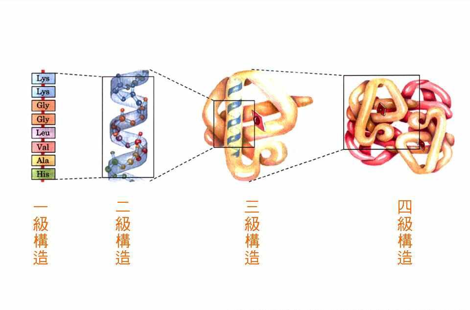 鸡蛋加白酒不能补身体,但是其中的这一生物化学反应,拯救了无数人