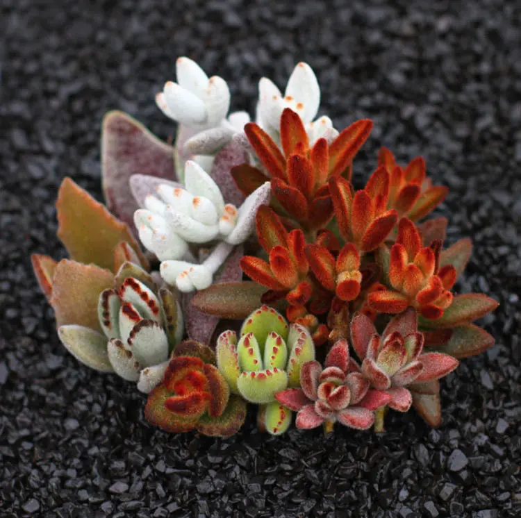 真实の多肉 期12 种类繁多的多肉 哔哩哔哩