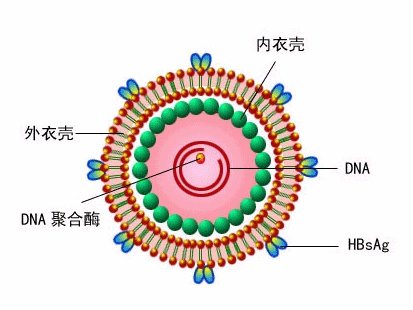 一种病毒结构