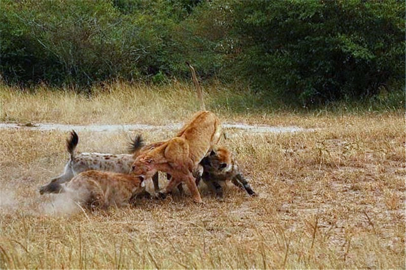 鬣狗只吃腐肉?餓極了連獅子也不放過!