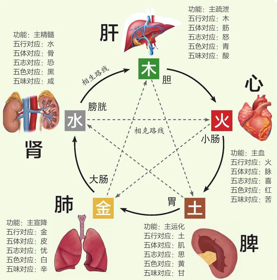 老中医教你看懂肝与五脏的关系，教你如何调理五脏 - 哔哩哔哩