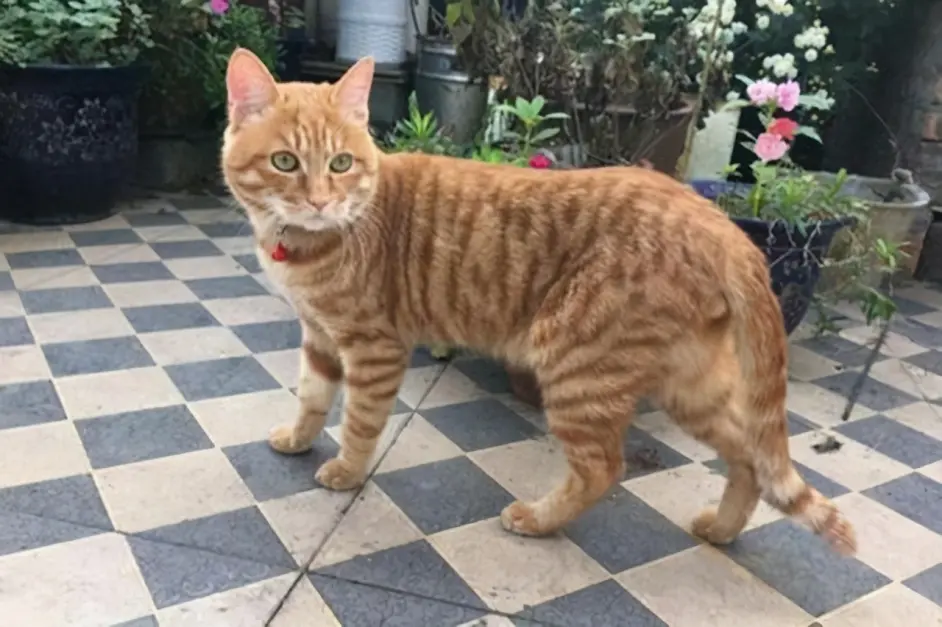 为什么大家都喜欢养橘猫 橘猫的7大优点 养过的人都说好 哔哩哔哩