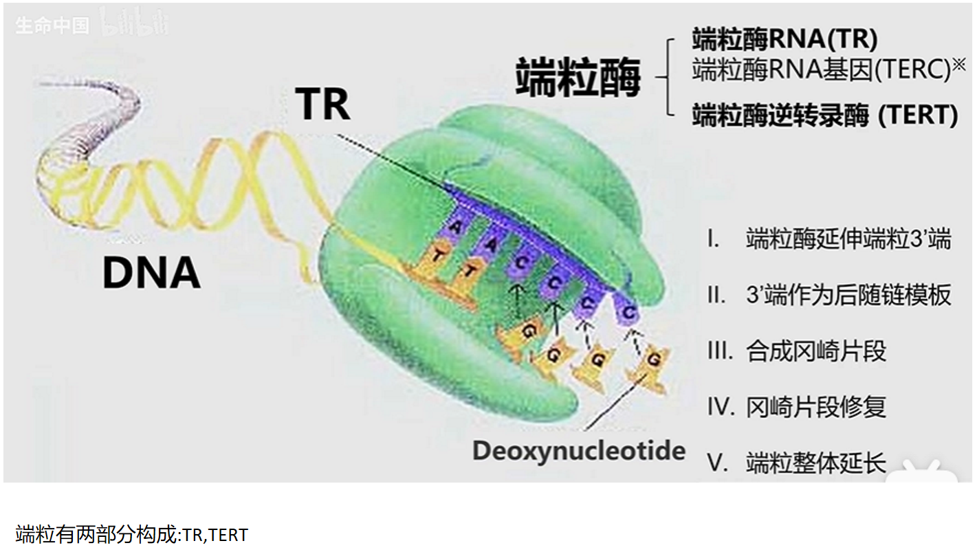 MIT 分子生物学 part1 9.6 端粒酶的功能 - 哔哩哔哩