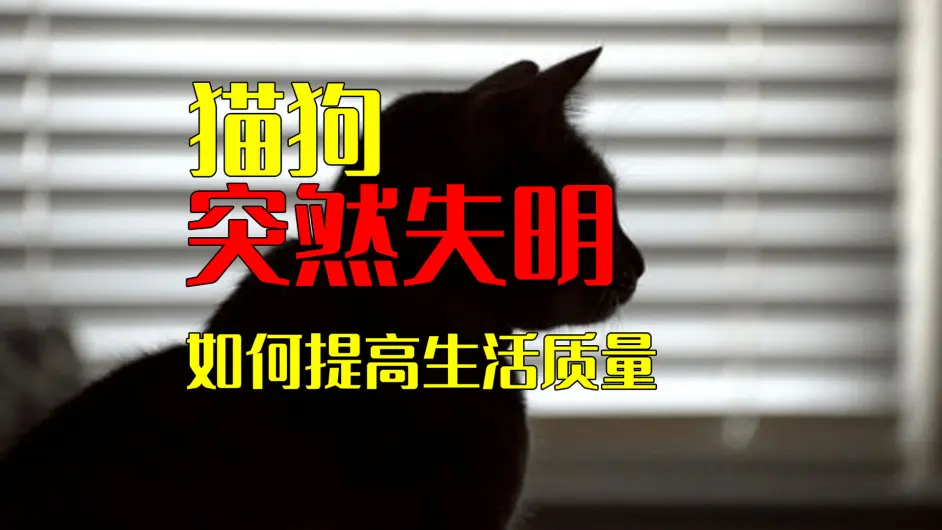 猫狗突然失明 如何才能提高它们的生活质量 哔哩哔哩