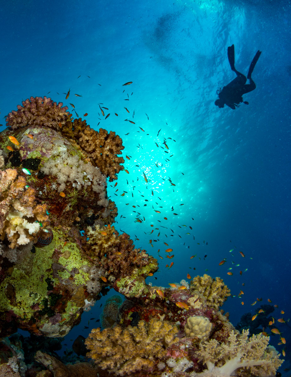 摄影师eiko jones摄影作品:水下的世界很迷人,让人向往的水下世界魅力