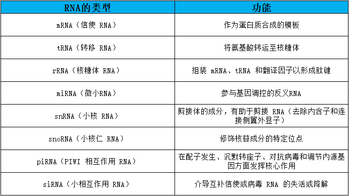 RNA 的类型：结构和功能 - 哔哩哔哩