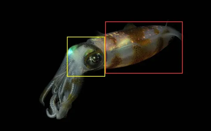 动物篇 6 软体动物门 上 哔哩哔哩
