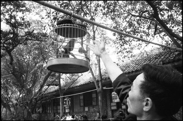 老照片1984年成都公园里的遛鸟人悠闲而自在