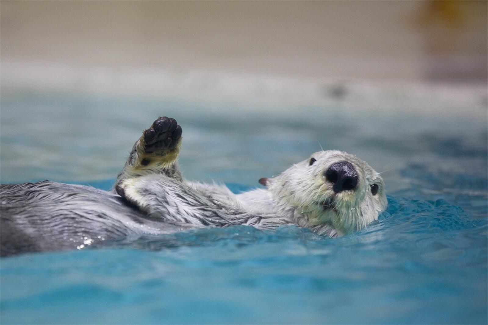 有15cm阴茎骨,曾挟持幼崽迫雌獭就范的海獭想干啥?