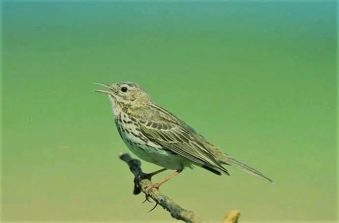 致云雀 英国 雪莱