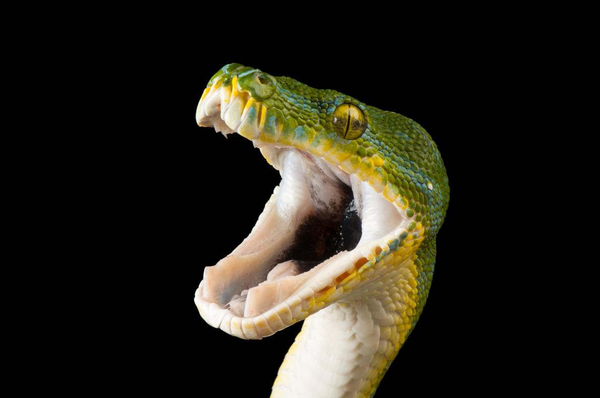 蛇张大嘴的图片图片