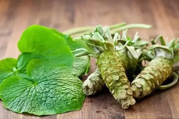 三分钟教你读懂山葵 辣根与芥末的区别 哔哩哔哩