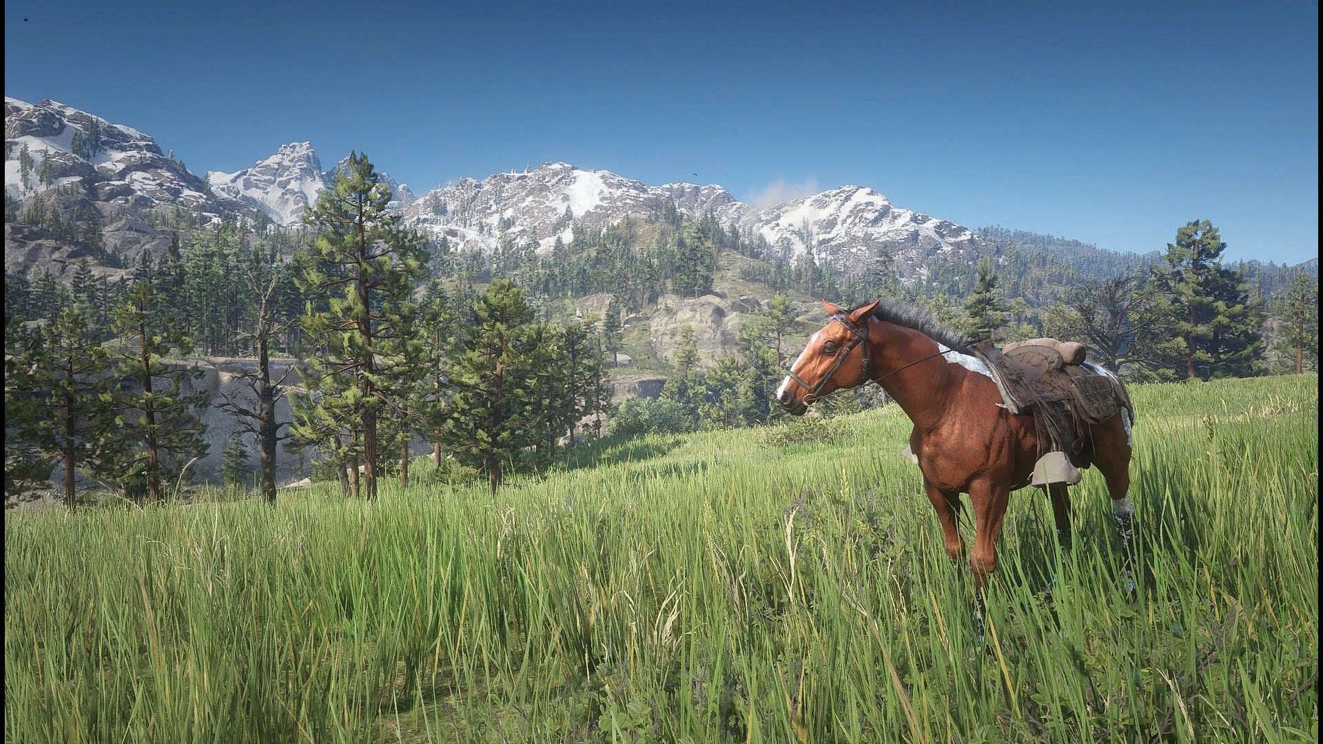 荒野大镖客中的绝美风景 动物篇