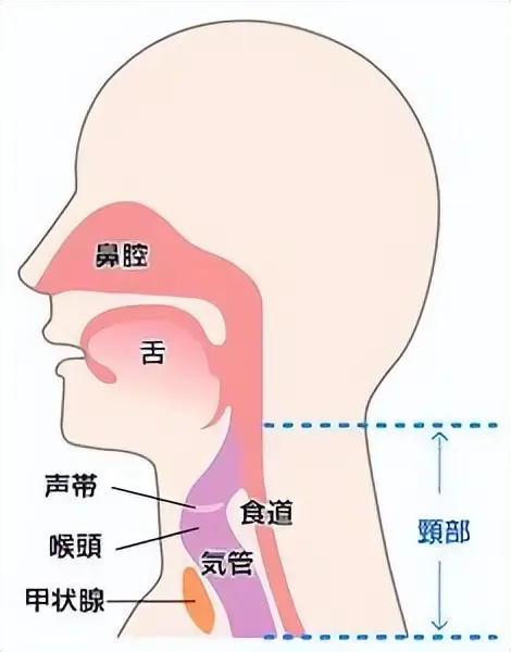 咽炎和食道的位置图片图片