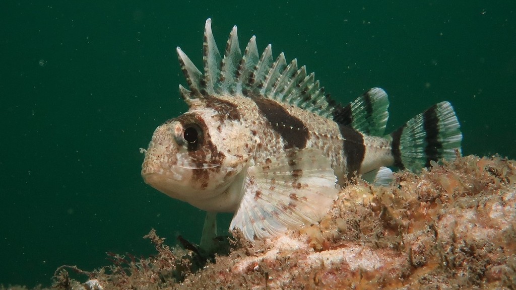 悉尼个人鱼类记录(26)澳洲鳞鲉