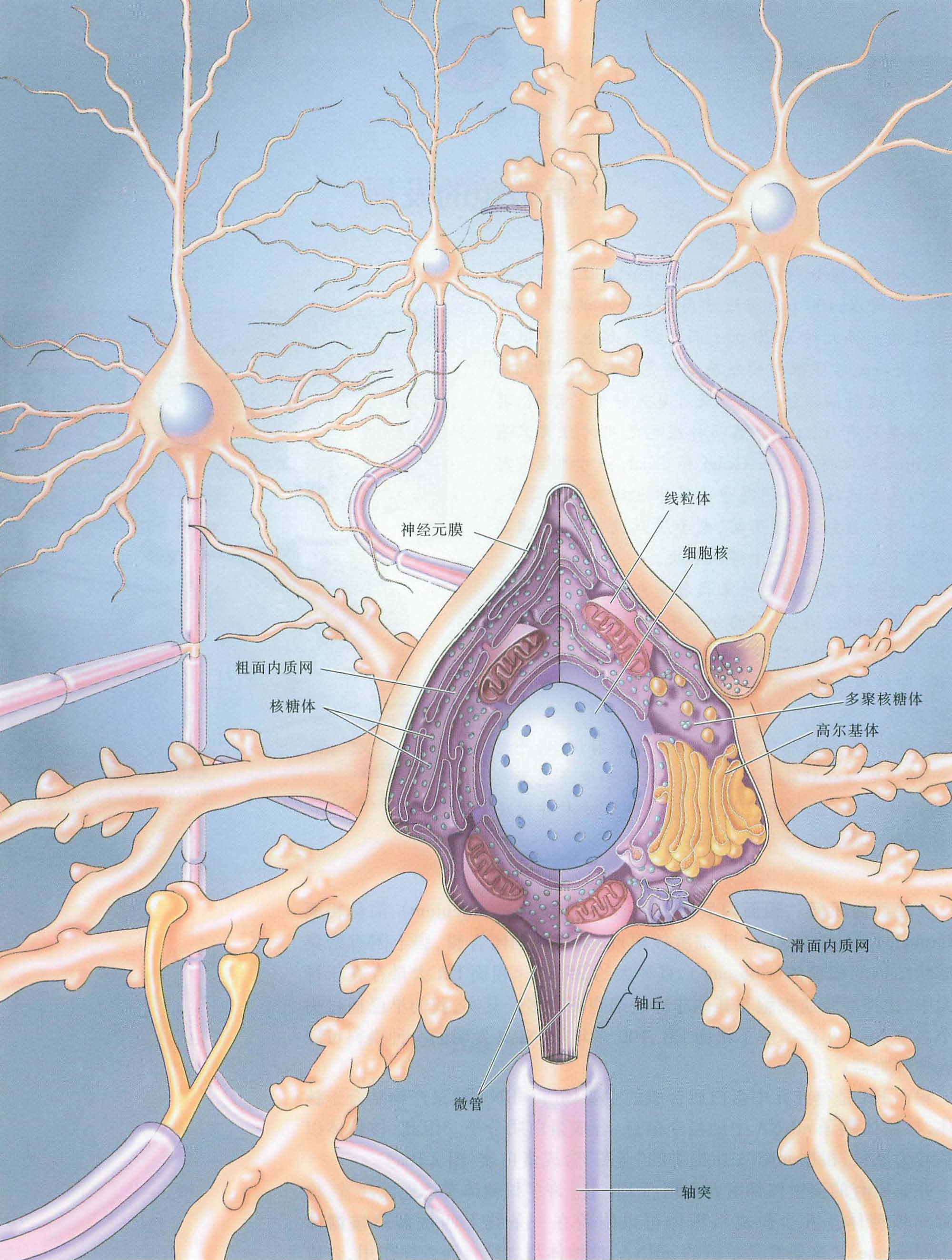 神经元胞体结构图图片