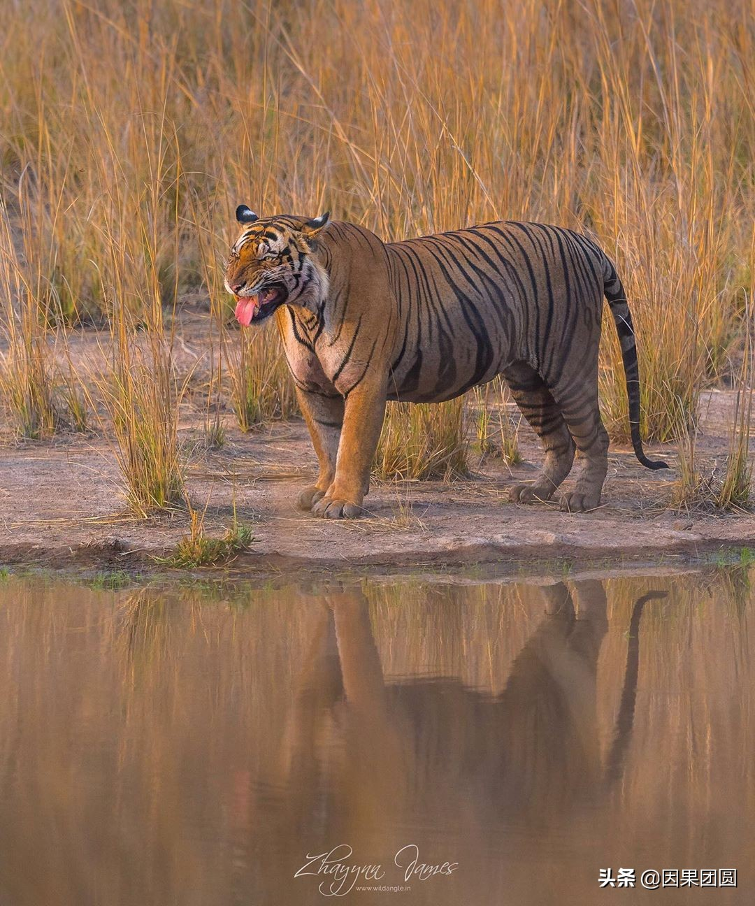 班达迦虎王战记第44章曼谷雄虎的冷酷到底