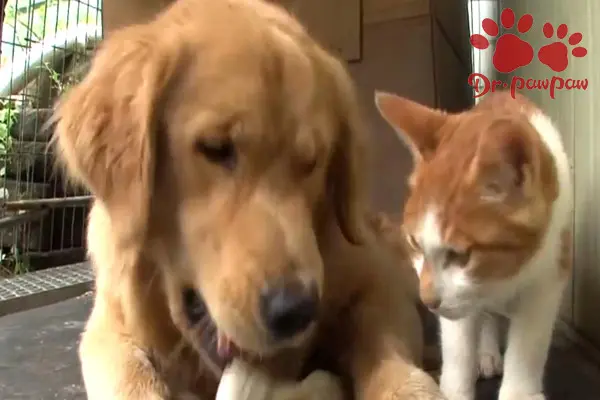 威洛特 猫犬咽炎的病因 症状及治疗方法我忍不住一直看下去 哔哩哔哩