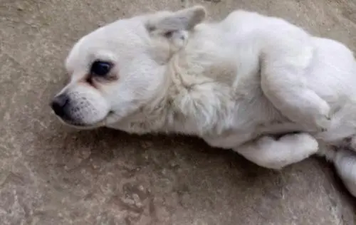 犬瘟热不但让狗狗生不如死 还在狗狗身上留下这些后遗症 哔哩哔哩