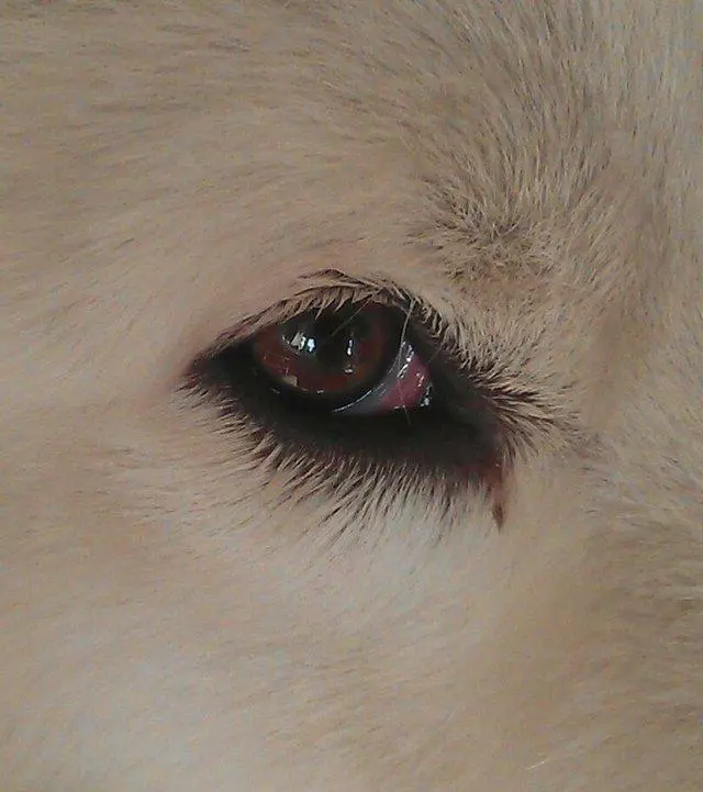 狗狗常见的八种眼科疾病 主人若没注意 它们会让狗狗从此失明 哔哩哔哩