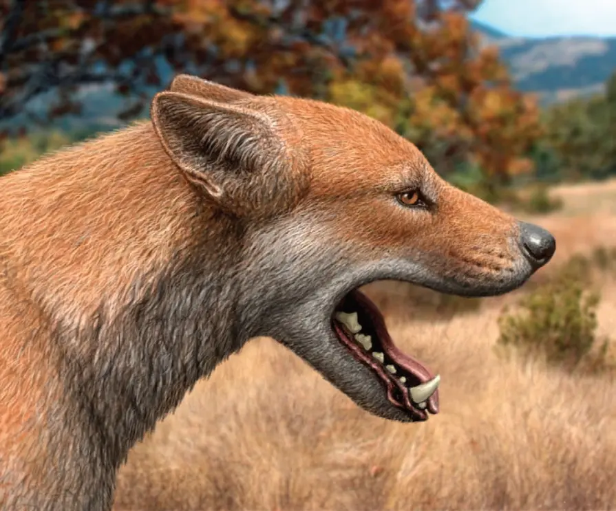 1700万年前的猫犬大战 猫科入侵北美 导致犬科一家族团灭 哔哩哔哩