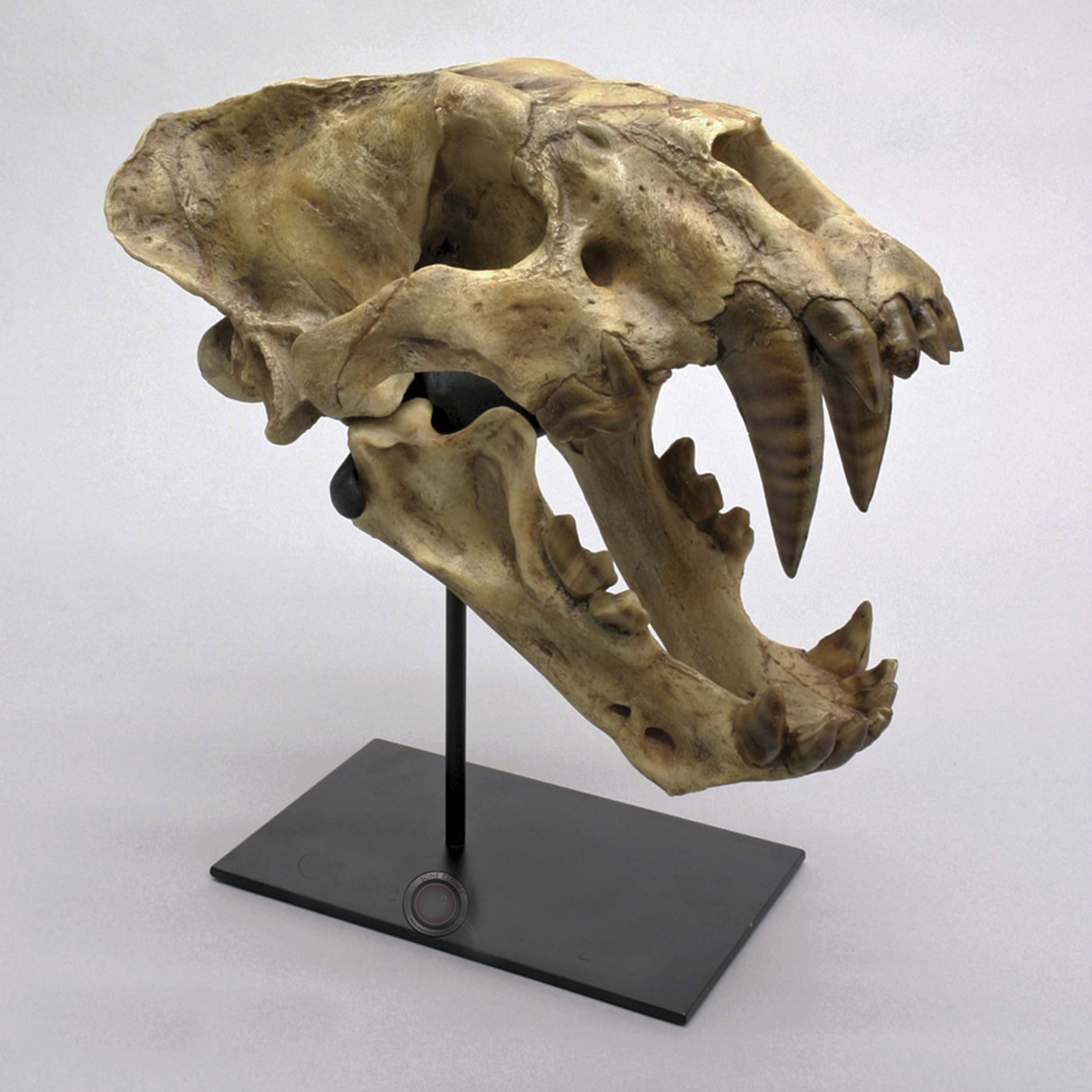 体重可达1500斤史前巨狮鬣齿兽为何在500万年前突然灭绝