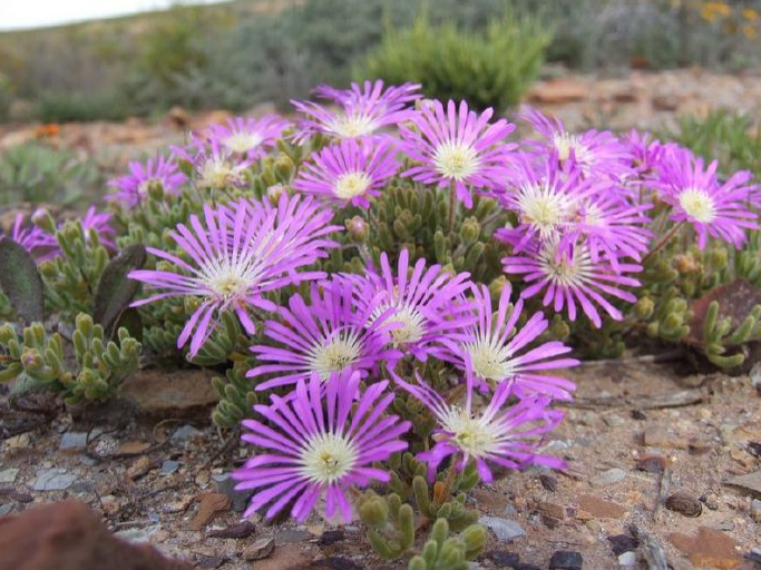 灯台百合非洲沙漠里的球根女王