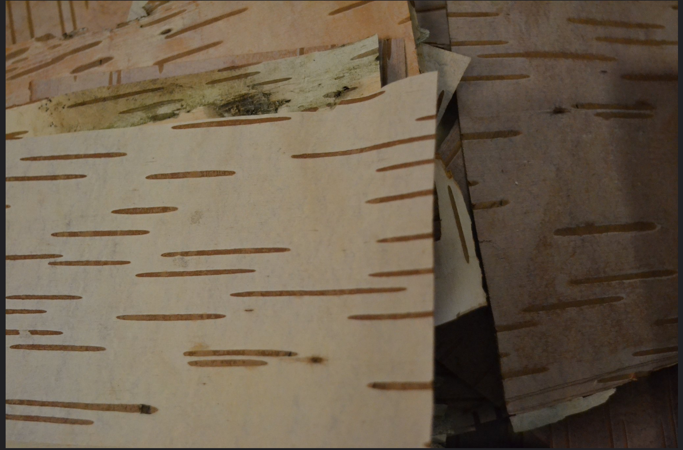 其实他们写信用的树皮是一种天生的书写材料:白桦树皮.