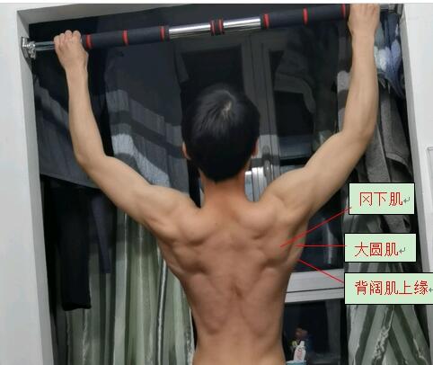 从运动解剖学角度看《刃牙》中的鬼背是什么构造 - 哔哩哔哩