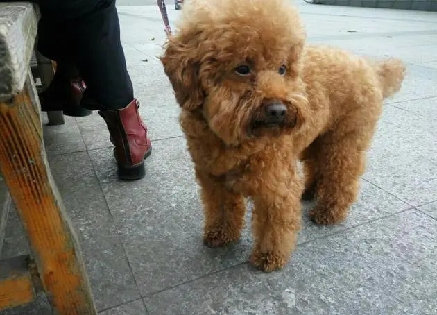 贵宾犬成长要经过的5个阶段 想成为可爱小天使还有很长的路要走 哔哩哔哩