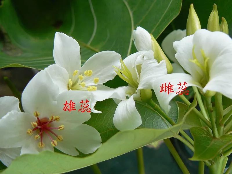 避孕、丰胸?木瓜:我都不会,但我会变性