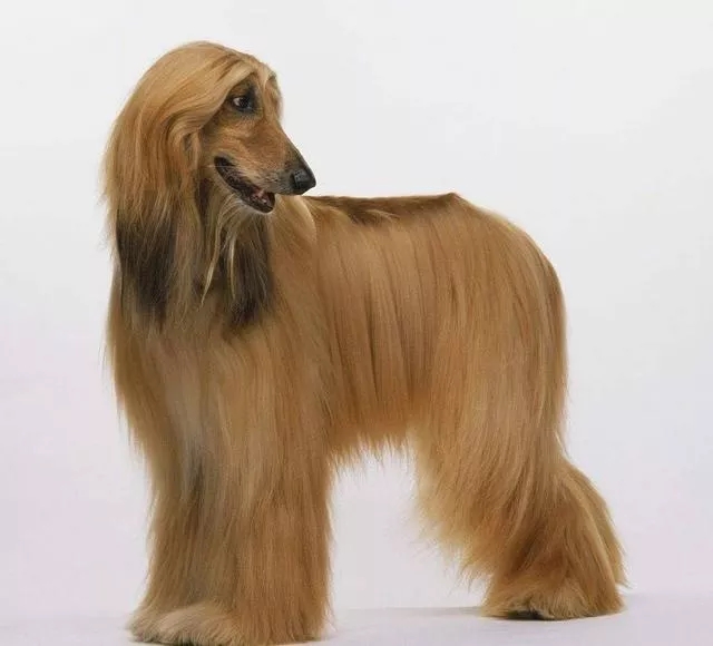 犬类知识科普丨优秀的伴侣犬—阿富汗犬