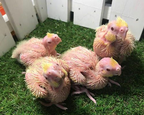 玄凤鹦鹉雏鸟