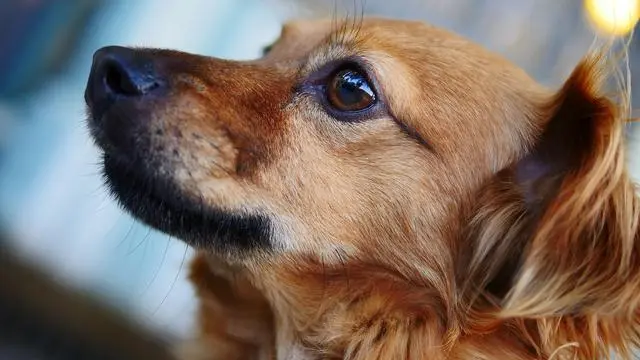 老年犬吃什么能预防癌症 给狗狗吃这8种食物 还能提高免疫力 哔哩哔哩