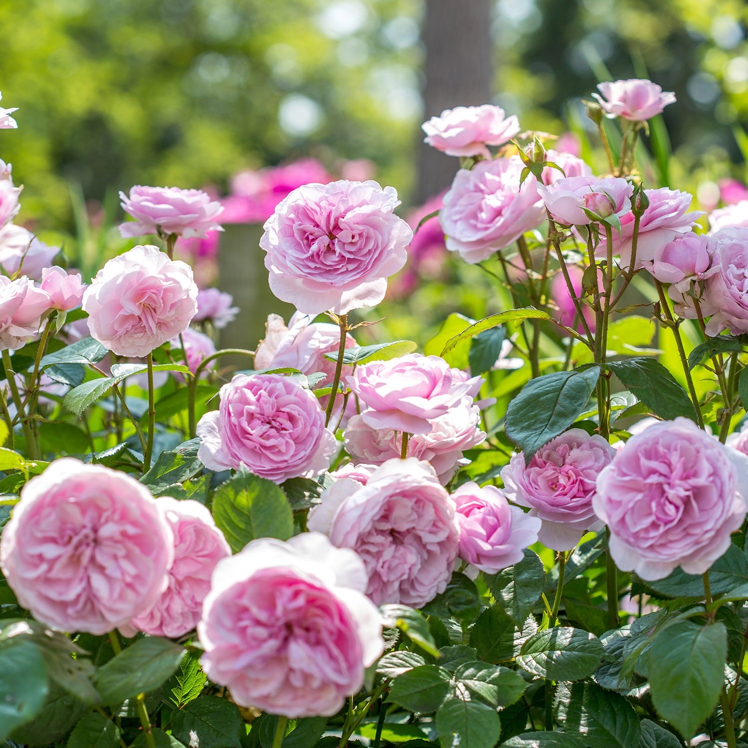 【实测推荐】高温过后的这些奥斯汀月季都很棒!