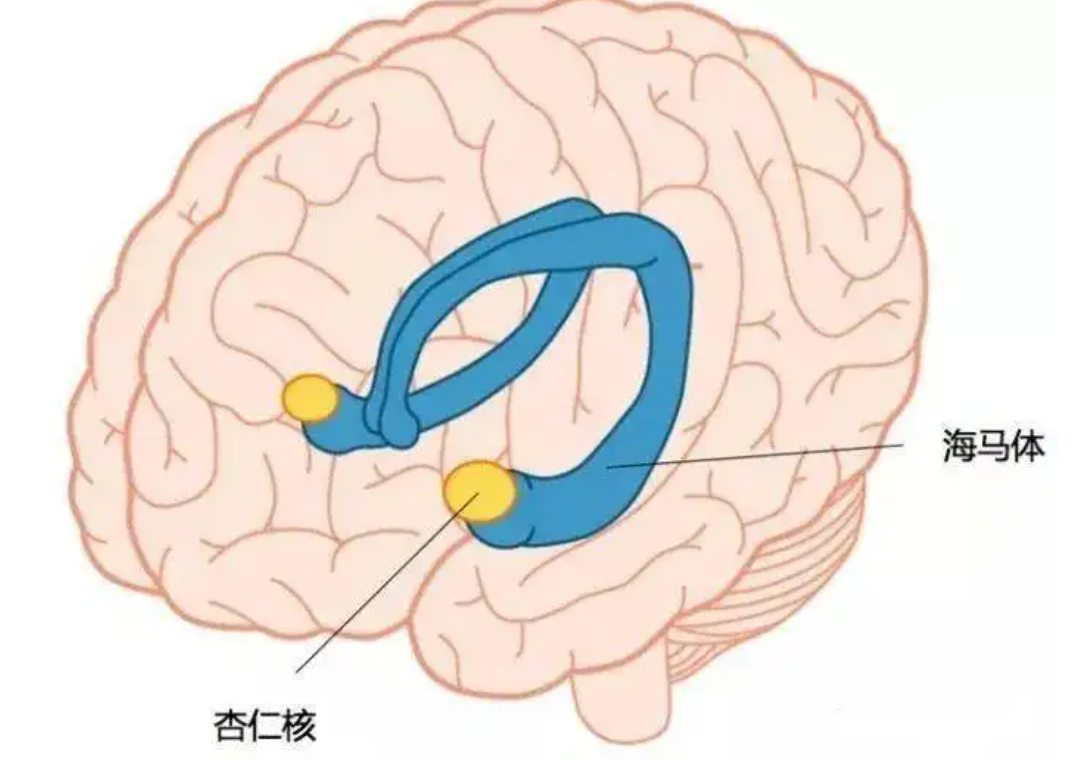 【习惯基础】拖延行为的脑结构:前额叶和杏仁核 - 哔哩哔哩