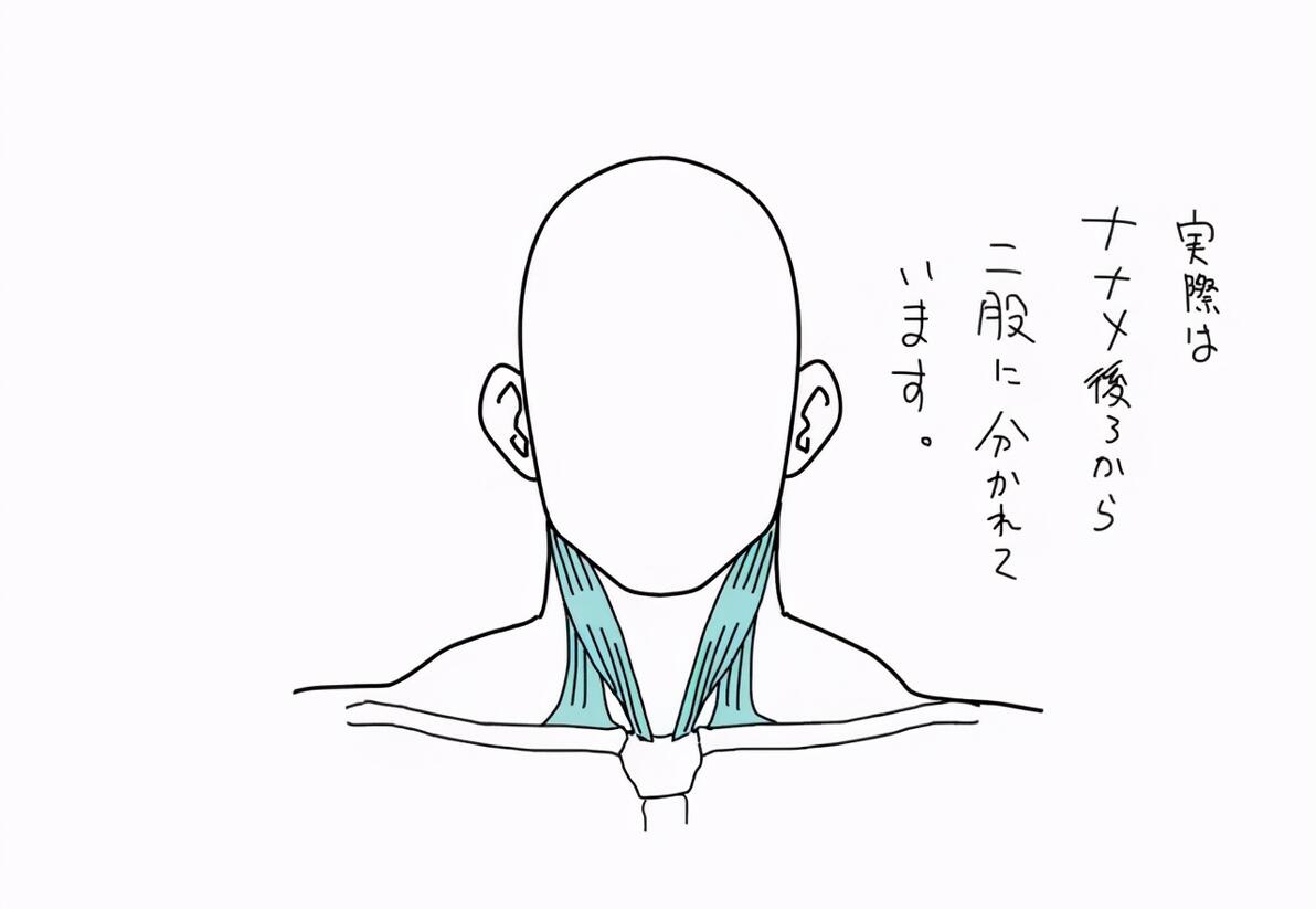 怎么画出优美的天鹅颈和性感的喉结？只要画好这步一切迎难而解！ - 哔哩哔哩