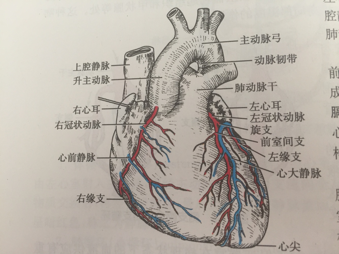 心脏血管位置图图片