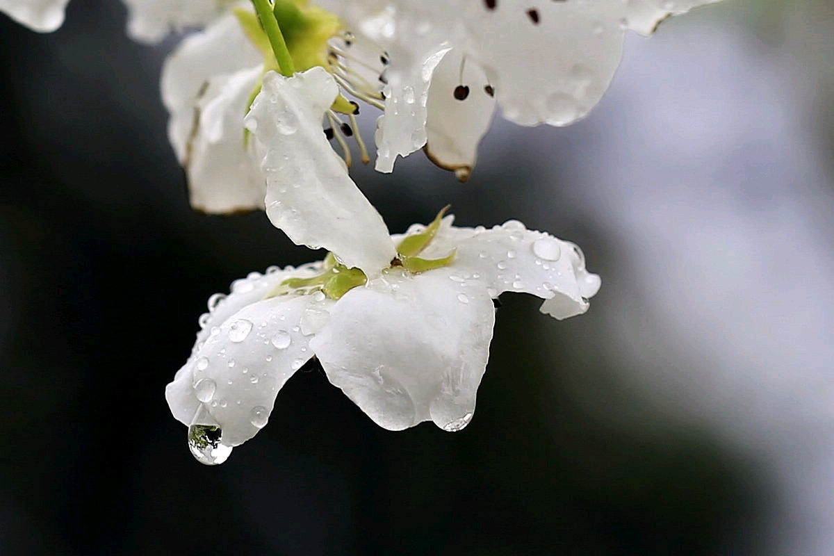 玉容寂寞泪阑干，梨花一枝春带雨。|一枝春|阑干|梨花_新浪新闻