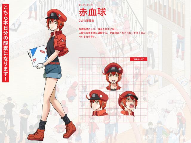 番剧推荐——工作细胞