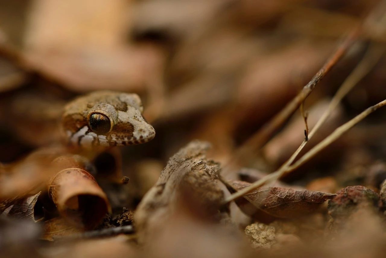 松果尾守宫 | 成体 6 厘米「真· 指尖爬宠」!