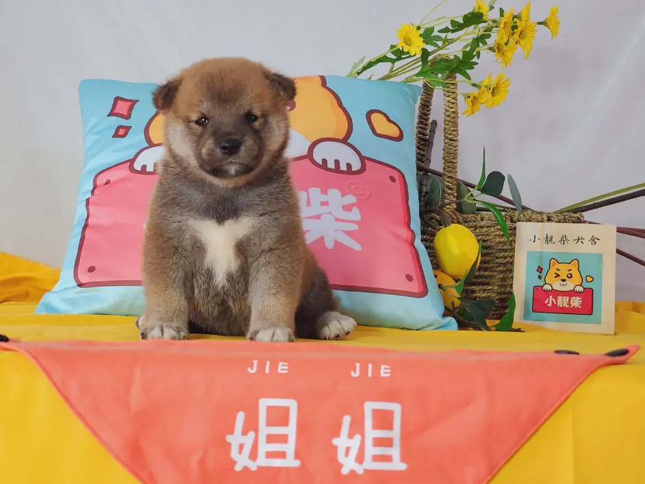 柴犬多少钱 什么颜色的柴犬比较好 哔哩哔哩