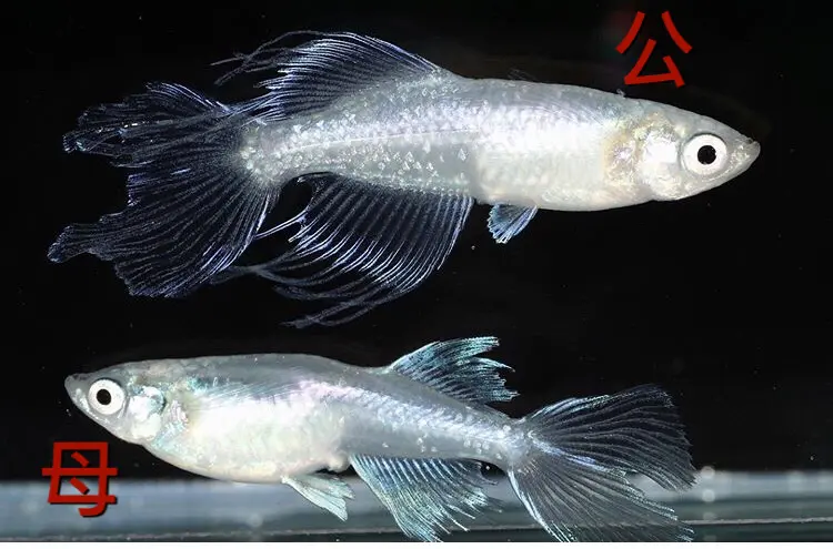 观背青鳉普通体型 光体型 半月体型及公母对比 哔哩哔哩 观背青鳉普通体型 光体型 半月体型及公母对比 哔哩哔哩