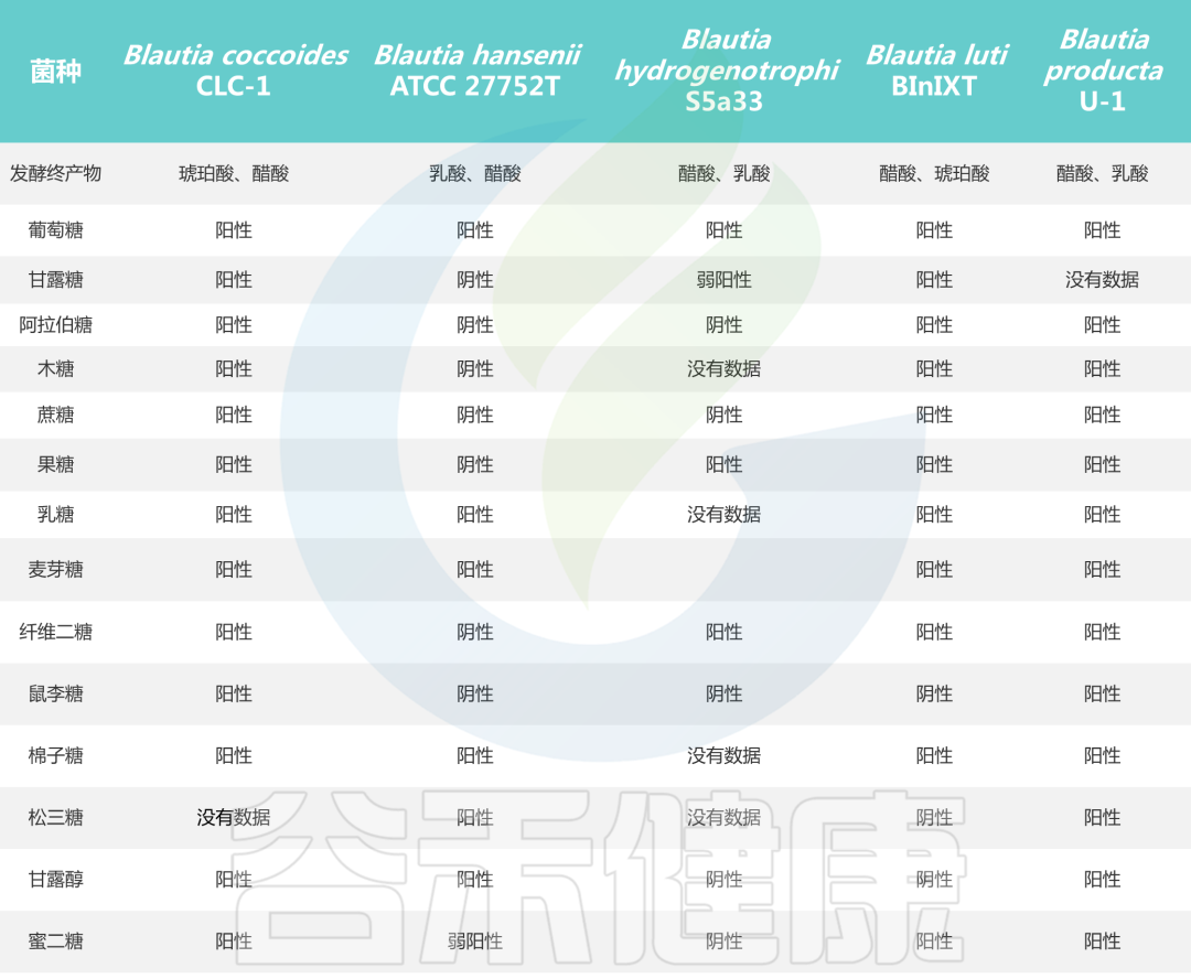 肠道核心菌属——经黏液真杆菌属（Blautia），炎症肥胖相关的潜力菌 哔哩哔哩