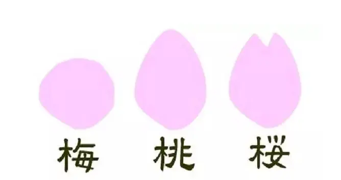 梅花桃花樱花 傻傻分不清楚 日网友一张图帮你快速扫盲 哔哩哔哩