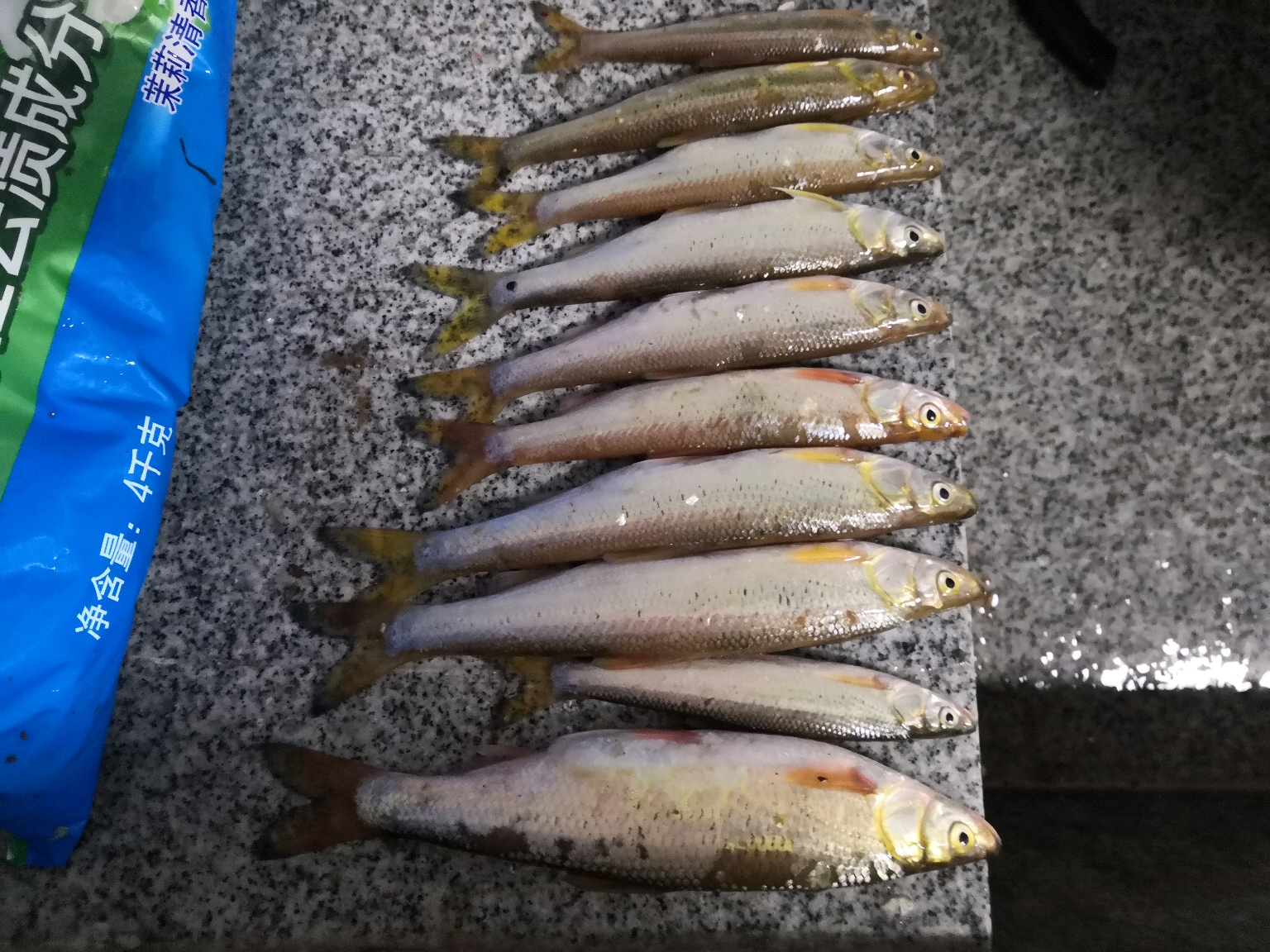 莫得感情的巨型白条收割机