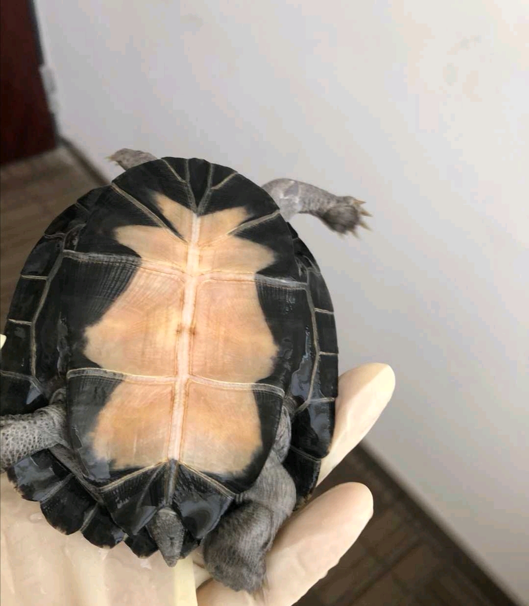 奇龟异谈【四十】锯齿歪脖酱 棱背侧颈龟